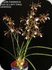 Encyclia bractescens